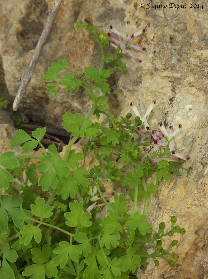 Fumaria bicolor / Fumaria insulare